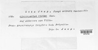 Apiognomonia errabunda image
